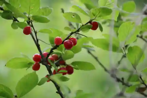 阿久津「田村神社」（郡山市阿久津町）旧社名：伊豆箱根三嶋三社の自然