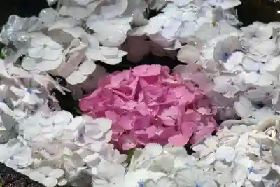 国宝 大法寺の手水舎