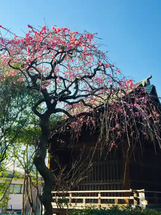 五條天神社の自然