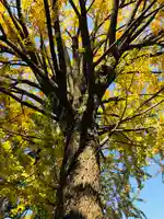 田無神社の自然
