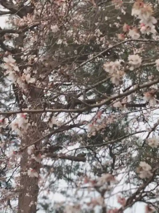 竹駒神社の自然