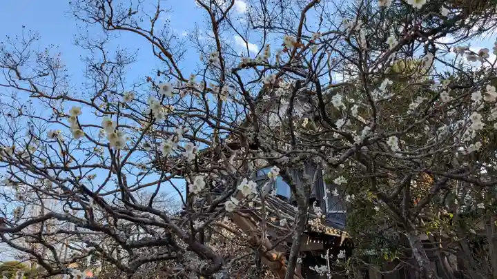 勝行院(法海寺)の自然