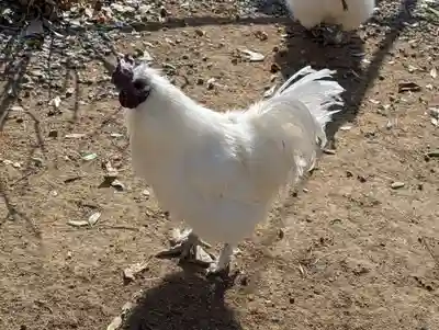 高屋敷稲荷神社(福島県)