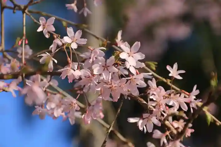 阿久津「田村神社」(郡山市阿久津町)旧社名:伊豆箱根三嶋三社の自然