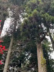 大宮温泉神社の自然(2023年12月02日(土) 21時48分53秒投稿)