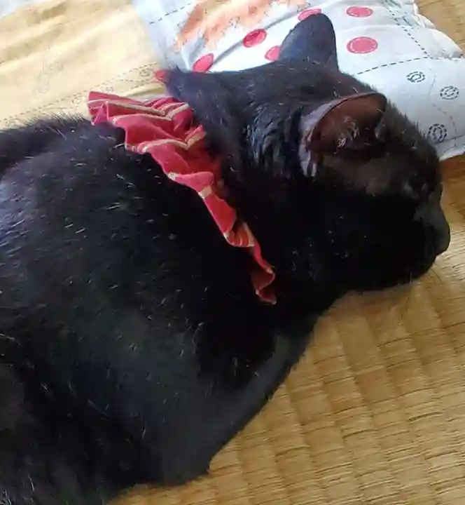 高司神社〜むすびの神の鎮まる社〜(福島県)