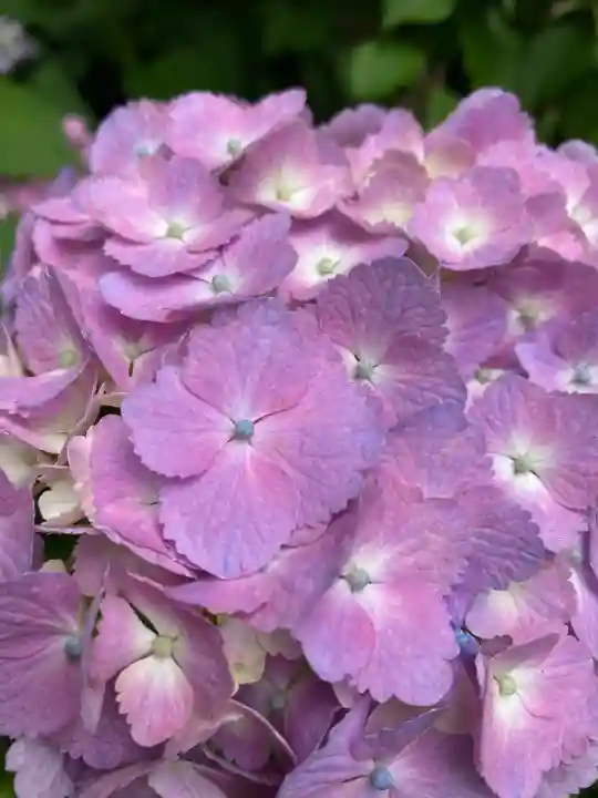 本土寺(千葉県)