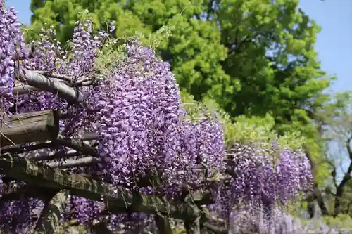 亀戸天神社(東京都)