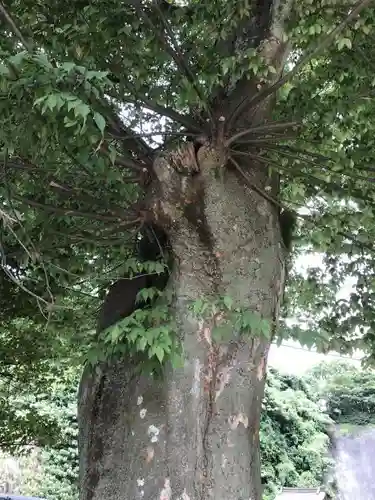 塩屋神社の自然