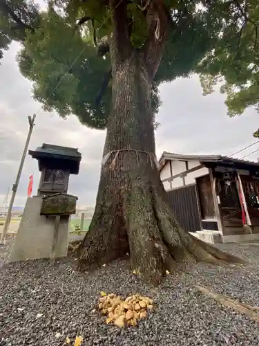 玉田神社の自然