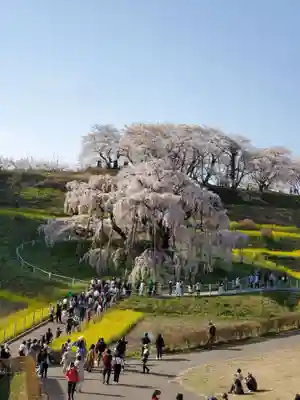 瀧桜神明宮(福島県)