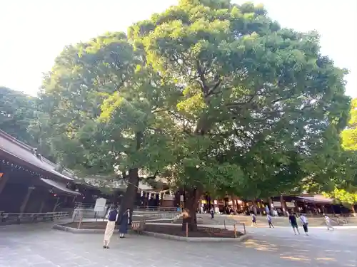 明治神宮の自然