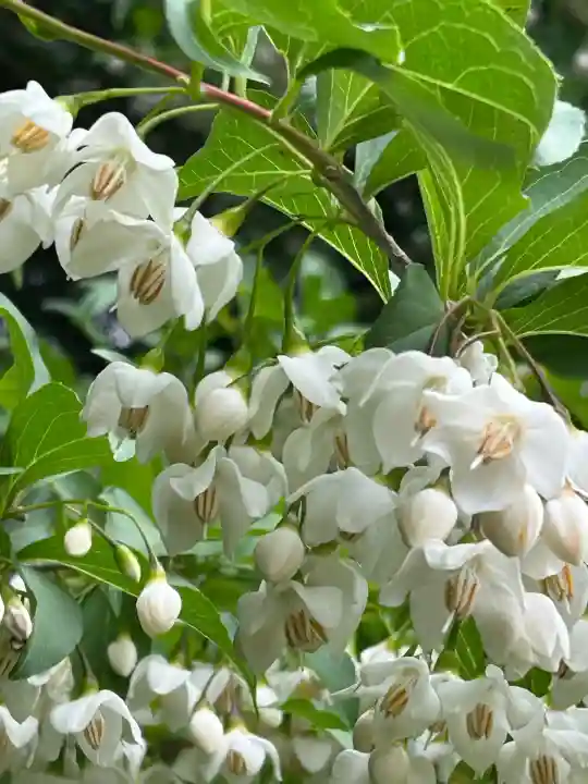 白山神社(新潟県)