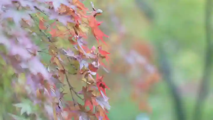 大原野神社(京都府)