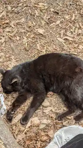 玉野御嶽神社の動物