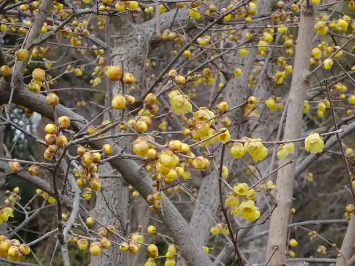 横浜 西方寺の自然