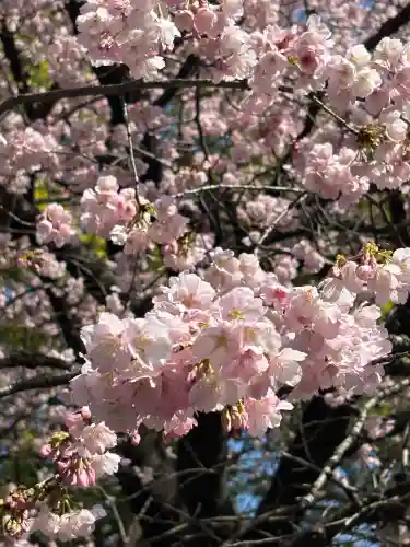 摩利支天 徳大寺の{uncategorized: "未分類", other: "その他", undefined: "問題あり", building: "その他建物", grave: "お墓", sacred_gate: "鳥居", guardian: "狛犬", statue: "像", buddha: "仏像", history: "歴史", nature: "自然", garden: "庭園", animal: "動物", pagoda: "塔", temizu: "手水舎", mountain_gate: "山門・神門", sanctuary: "本殿・本堂", subordinate: "末社・摂社", art: "芸術", scenery: "景色", jizo: "地蔵", ema: "絵馬", goshuin: "御朱印", omikuji: "おみくじ", items: "授与品その他", amulet: "お守り", goshuincho: "御朱印帳", eats: "食事", festival: "お祭り", votive_dance: "神楽", shichigosan: "七五三参", wedding: "結婚式", experience: "体験その他", initially: "初詣", around: "周辺", anti_infection: "感染症対策"}