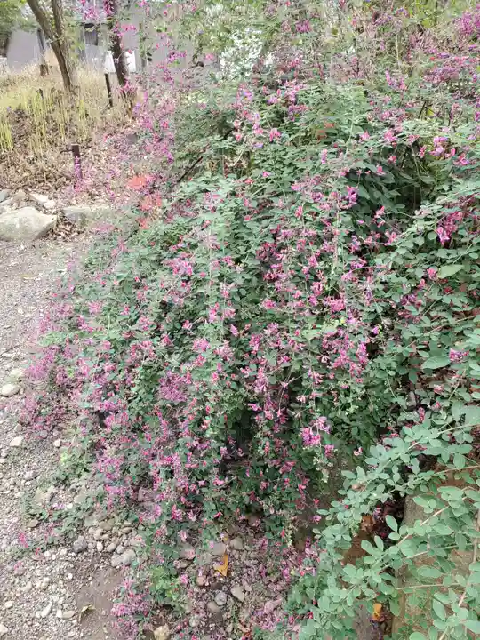 沙沙貴神社の自然