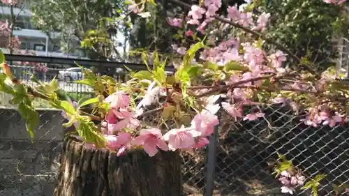 晴明神社の自然