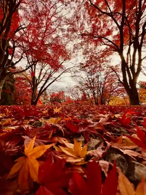 土津神社|こどもと出世の神さまの景色