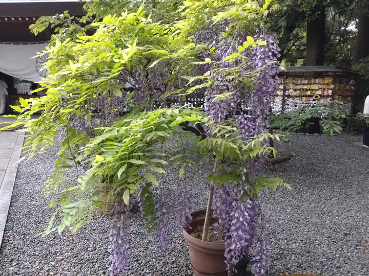 阿佐ヶ谷神明宮(東京都)