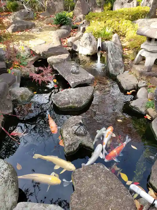 永平寺別院長谷寺の動物