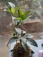 伏木香取神社の自然