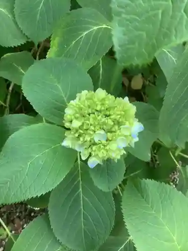 手力雄神社の自然