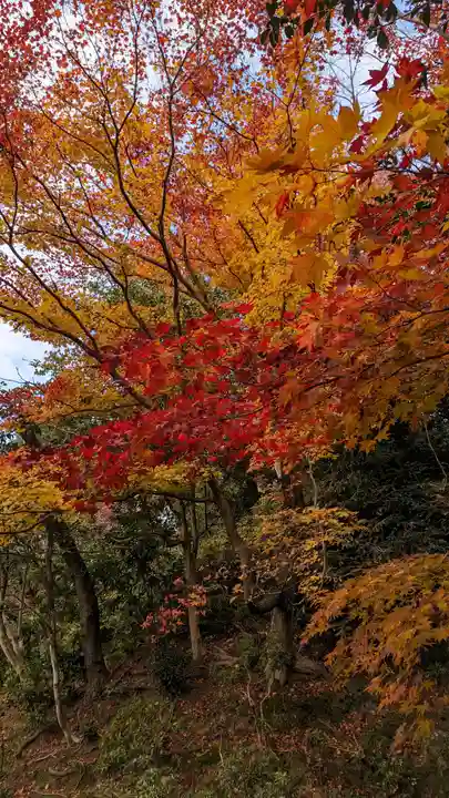 法金剛院(京都府)