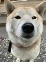 笠䅣稲荷神社(神奈川県)