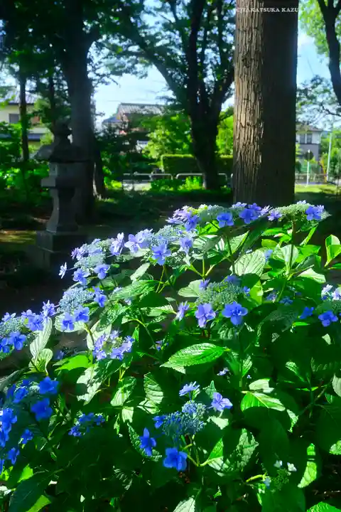 指扇氷川神社(埼玉県)