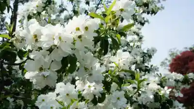 観音寺(千葉県)