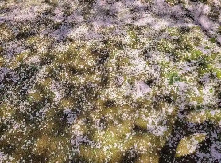 勝持寺(花の寺)の自然