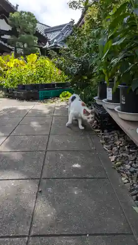 行願寺（革堂）(京都府)