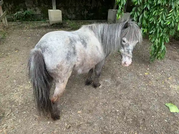 大石神社の動物