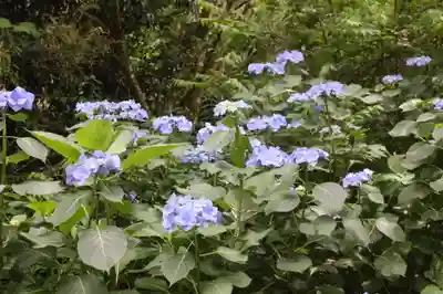 桑實寺(滋賀県)