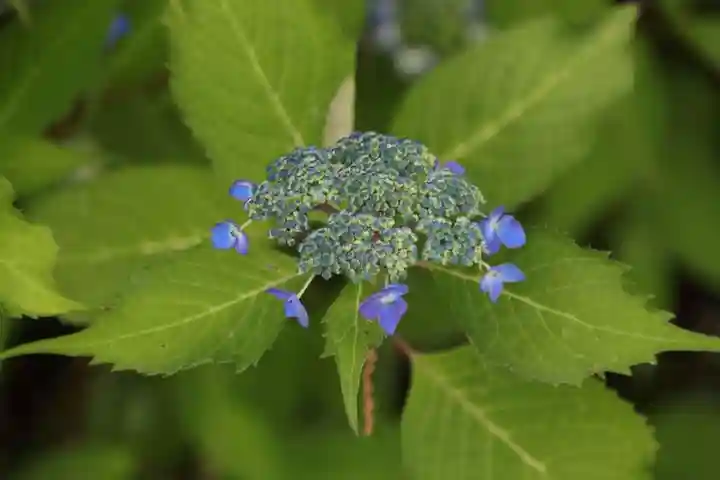 高屋敷稲荷神社の庭園