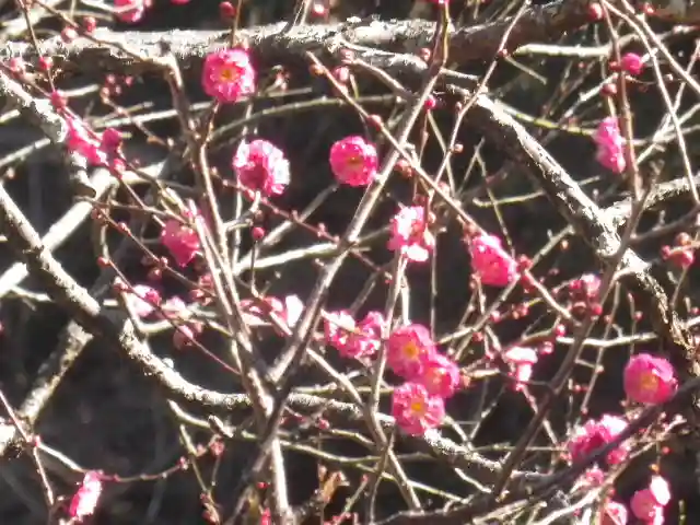 荏柄天神社の自然