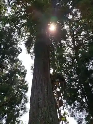村山浅間神社(静岡県)