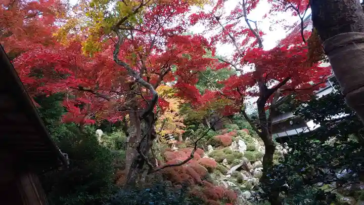 柳谷観音 楊谷寺の自然