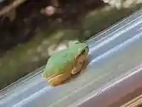 駒宇佐八幡神社の動物