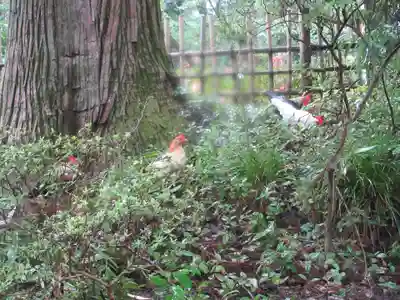大崎八幡宮(宮城県)