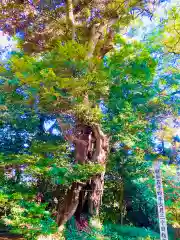 蛟蝄神社奥の宮(茨城県)