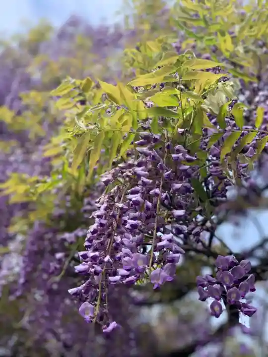 國領神社の自然
