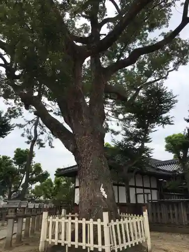 鴨高田神社の自然