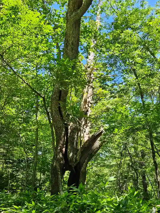 戸隠神社奥社(長野県)