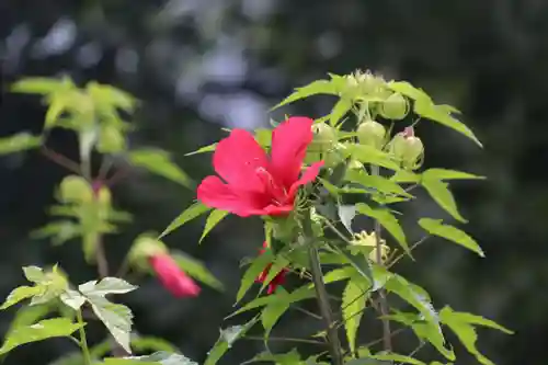 延命寺の庭園