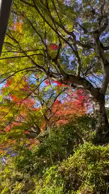 善峯寺(京都府)