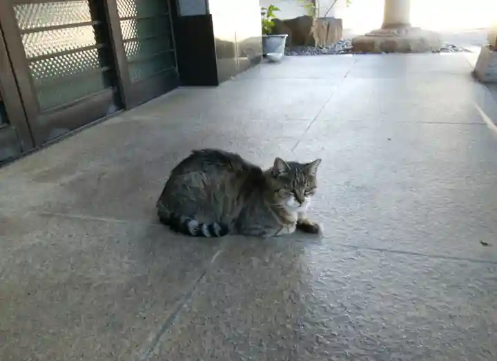 白金氷川神社の動物