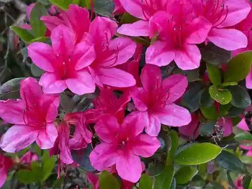 塩船観音寺の自然